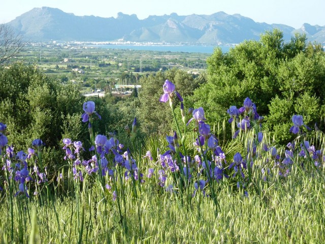 Golf-Urlaub Mallorca - Golfsport - Alcudia/Mallorca