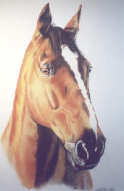 Pferdeportrait (Tierportrait) nach Foto! - Reit und Pferdesport - HH