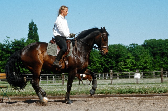 Reitkurs mit Meike Prischmann bis zu den schweren Klasssen vom 13.-14.10.2007 - Reit und Pferdesport - Hörste bei Bielefeld
