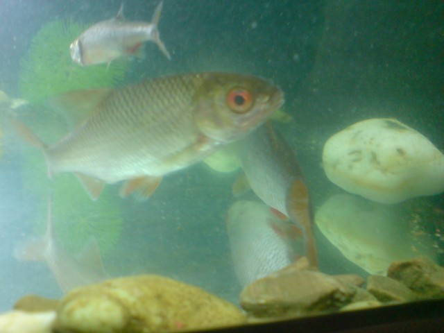 Frische Köderfische - Angeln - Leverkusen