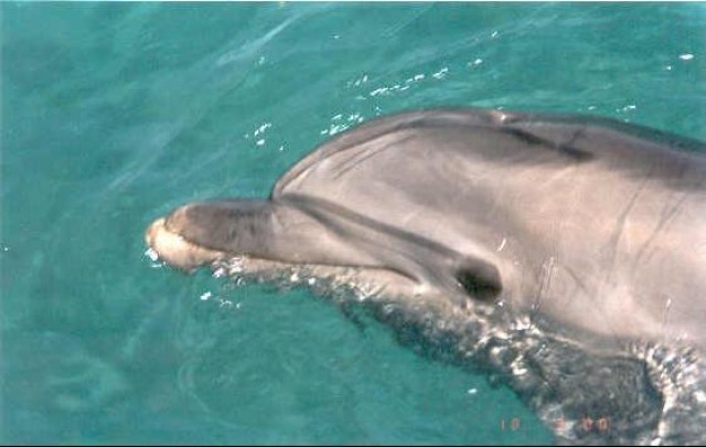 Tauchen in EILAT ? - Tauchen - 