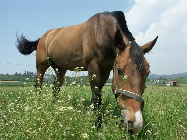 Suche Reitbeteiligung - Reit und Pferdesport - 