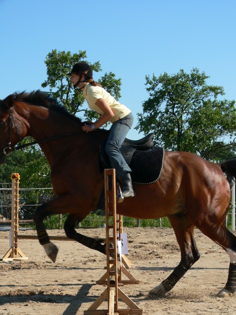 Suche reitpferd (RB ) in raum harburg - Reit und Pferdesport - harburg