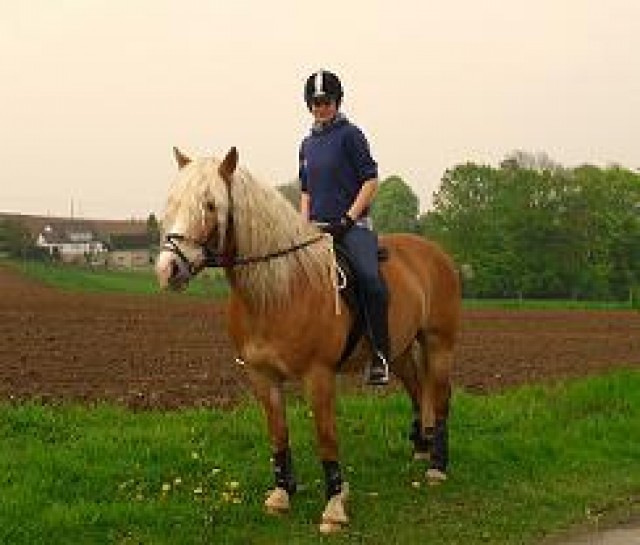Suche Reitbeteiligung in Bielefeld  - Reit und Pferdesport - Bielefeld
